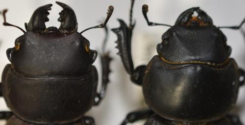 Réf. 273 921 : Apterodorcus bacchus